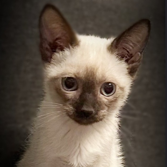 Meet your Posher, Trina - Picture 1 of 1